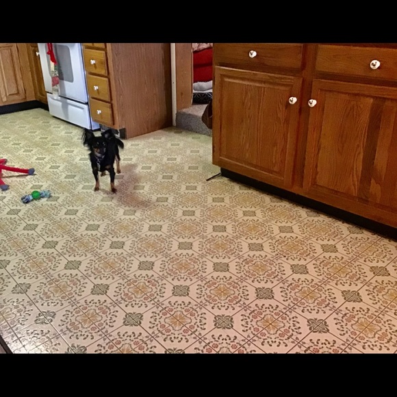 I Got A New Dog .. this is Petey - Picture 8 of 8